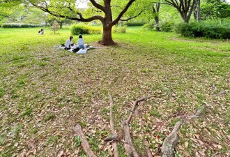 赴日旅行日记（十八）蓝色粉蝶