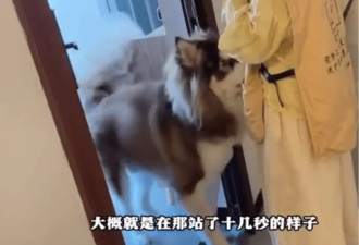 女子上门代喂，被100多斤阿拉斯加犬咬伤遭毁容