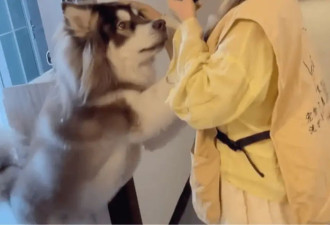 女子上门代喂，被100多斤阿拉斯加犬咬伤遭毁容