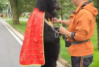 披袈裟的黑熊在动物园站着“溜达” 被怀疑是人扮的