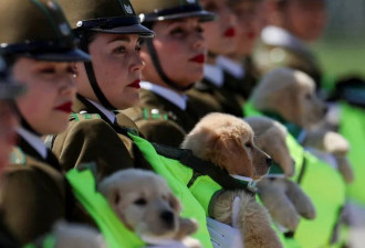 飒爽女警踢正步 镜头竟被胸前萌犬抢走