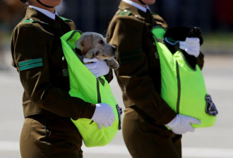 飒爽女警踢正步 镜头竟被胸前萌犬抢走