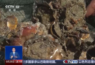 台风过后海滩上出现的“海鲜大礼”能吃吗?