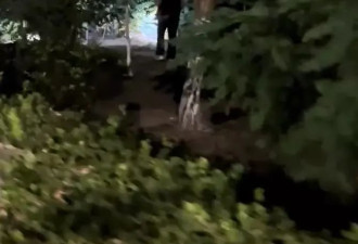 天津七里海大量螃蟹爬上马路 有人一晚捡了十来斤