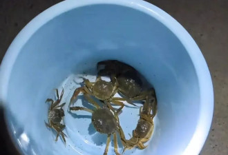 天津七里海大量螃蟹爬上马路 有人一晚捡了十来斤