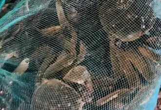 天津七里海大量螃蟹爬上马路 有人一晚捡了十来斤
