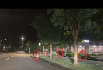 大温惊现“神级画面”：黑熊被郊狼组团围追争夺地盘