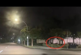 大温惊现“神级画面”：黑熊被郊狼组团围追争夺地盘