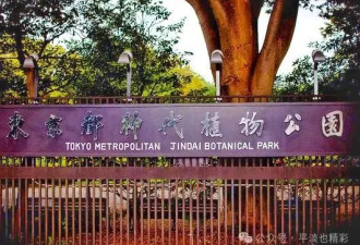 赴日旅行日记（二十三）神代植物园