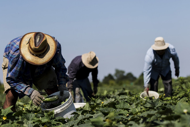 Canada's Temporary Foreign Worker Programs | The Canadian Encyclopedia