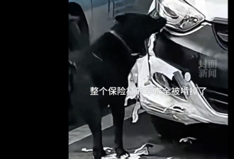 女子接电话“车被狗啃碎了” 冲现场一看笑歪