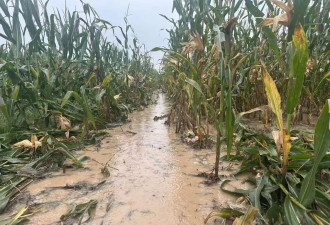 河南玉米收获季遇持续阴雨 大学生被父母急召回家