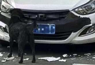 湖南女子一觉睡醒 车被狗啃到面目全非