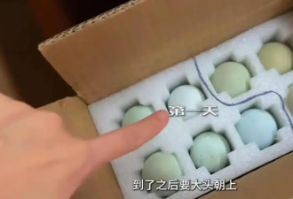 ​热搜上消失的女明星，正在偷偷养鸡