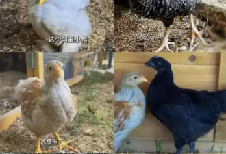 ​热搜上消失的女明星，正在偷偷养鸡