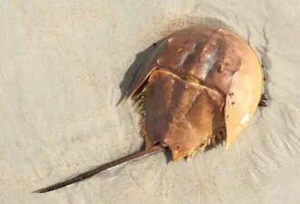 这12种生物比恐龙还古老 比如说鲨鱼蝎子