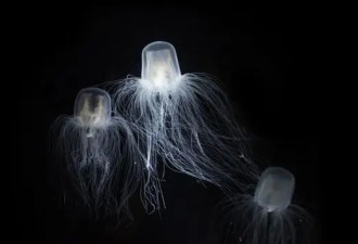 这12种生物比恐龙还古老 比如说鲨鱼蝎子