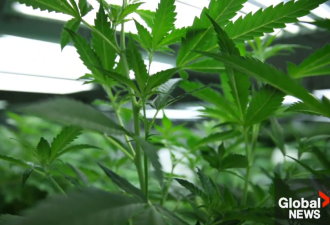 安省警方查获超1.22亿加元非法大麻：种植点渗入原住民土地