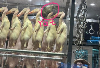 中国烧腊店惊见“爆肌巨鼠” 网𫫇：快比鸭大