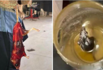 老鼠跌入油桶“竟活活泡成玻璃”？全身透亮见骨