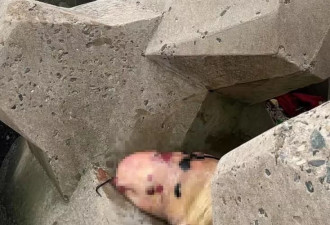 天津海边疑似海豚搁浅，警方：已经死亡多时