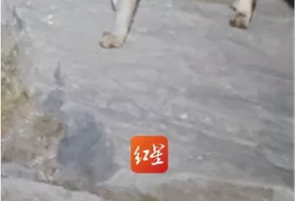 男子称夜困五台山遇狐狸引路，专家回应