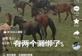 70多匹马下山时被绑一条前腿 马主：防止结群逃跑