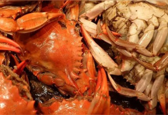 行家评选蟹肉罐头：这品牌不会让人失望