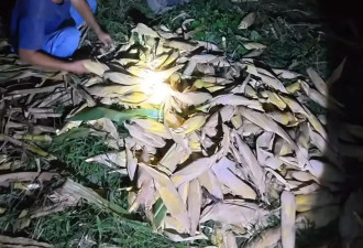 大学生国庆8天假掰了7天半玉米：父母少吃一点苦
