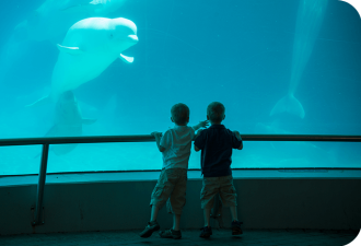 全部安乐死，也不给中国？加拿大养不起了，中国愿接手，然而...