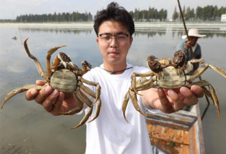 练就火眼金睛！“挑蟹师”炙手可热 薪资上看2万