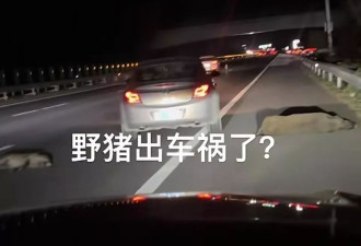 高速路躺野猪？男子开车撞上横穿高速公路的野猪群