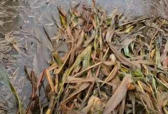 山西多地连续阴雨致农作物发霉 当地要求迅速抢收