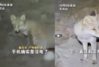 他夜困山西深山！“灵狐带路”，背后原因吓人