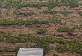 大雁塔受潮 西安连续一个多月降雨遍地长蘑菇