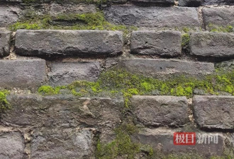 大雁塔受潮 西安连续一个多月降雨遍地长蘑菇
