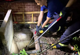 小区蛇患频发：已抓超60条但未探测到蛇窝位置