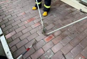 小区蛇患频发：已抓超60条但未探测到蛇窝位置