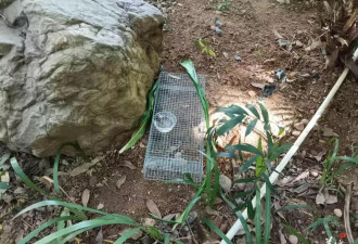 小区蛇患频发：已抓超60条但未探测到蛇窝位置