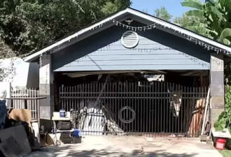 德州2只比特犬咬死饲主 邻居救人"刀都断了"