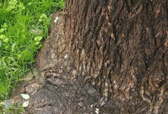 城墙长青苔、公园椅长蘑菇，男子盘了4年的核桃发芽了