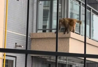 南宁一高层小区出现猴子“飞檐走壁”后续 动物园回应