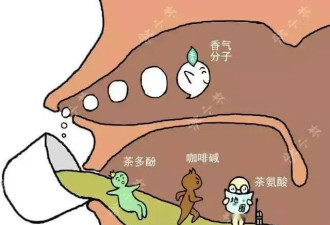 每天三杯绿茶，或能降低痴呆风险