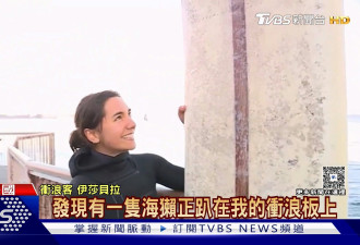 加州海獭突袭游客 抢冲浪板兼咬伤女子脚