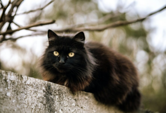 小城禁止黑猫领养 因万圣节将至?真相让人无语