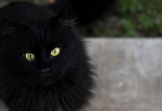 小城禁止黑猫领养 因万圣节将至?真相让人无语