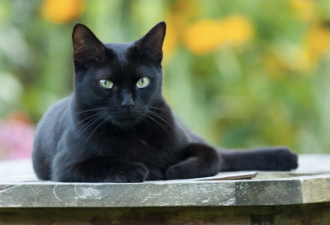 小城禁止黑猫领养 因万圣节将至?真相让人无语