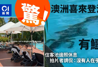 澳洲喜来登酒店泳池有鳄鱼“潜水”幸无人伤
