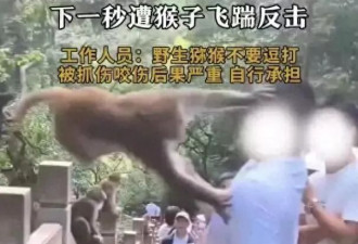 男子在黔灵山扇打猴子脸 下一秒遭飞踹反击 公园回应：未收到反馈