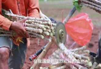 被称农作物中的“毒王”，中国却年消超300万吨